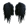 black angel wings stock PNG