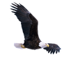 Eagle stock PNG