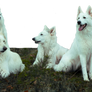 Herd of White Shepherds stock PNG