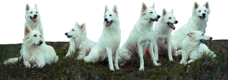 Herd of White Shepherds stock PNG