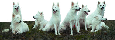 Herd of White Shepherds stock PNG