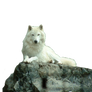 Wolf White stock PNG