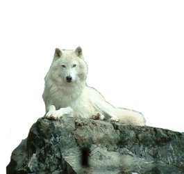 Wolf White stock PNG