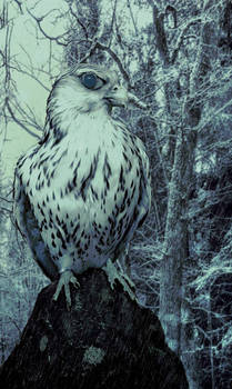 Falcon of Winter