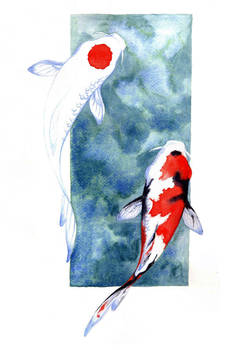 Koi