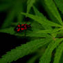 cannabis bug