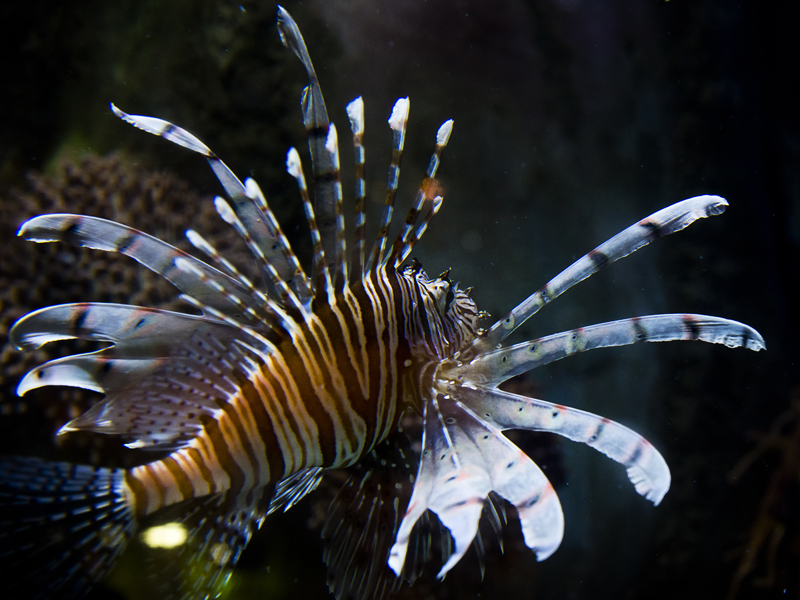 Lionfish Butterfly