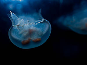 Upside Down Blob by InayatShah Upside Down Blob by InayatShah