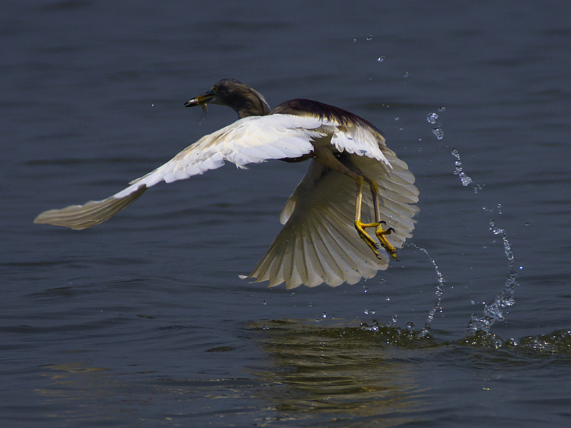 Flying Fisherman