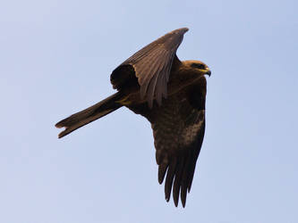 Soaring Kite by InayatShah