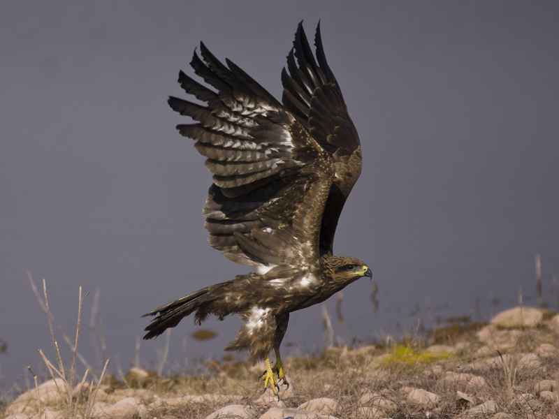 Magnificent Flight