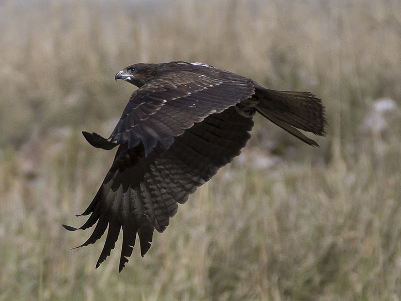 Kite Manouvers