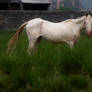 Equine Portrait