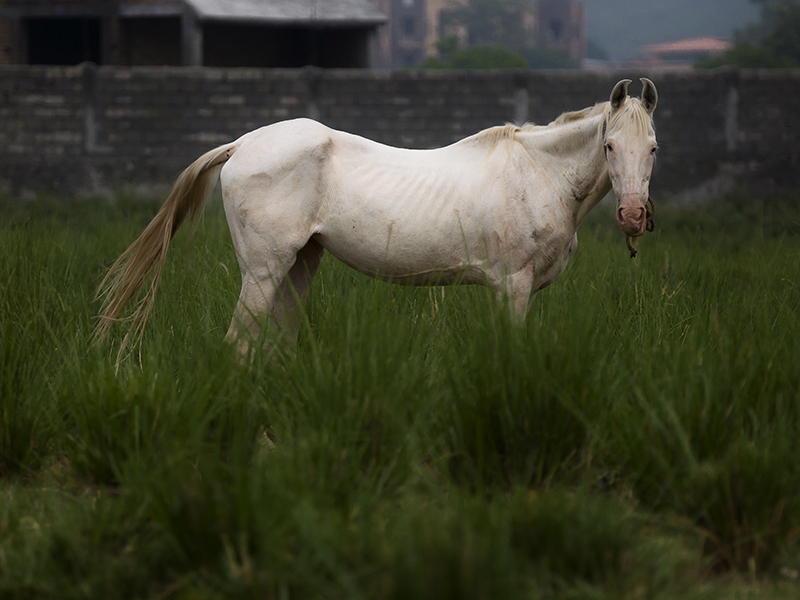 Equine Portrait