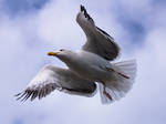 Gull Wings by InayatShah