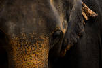 Pachyderm Portrait by InayatShah