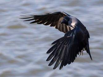 Crow Ballet