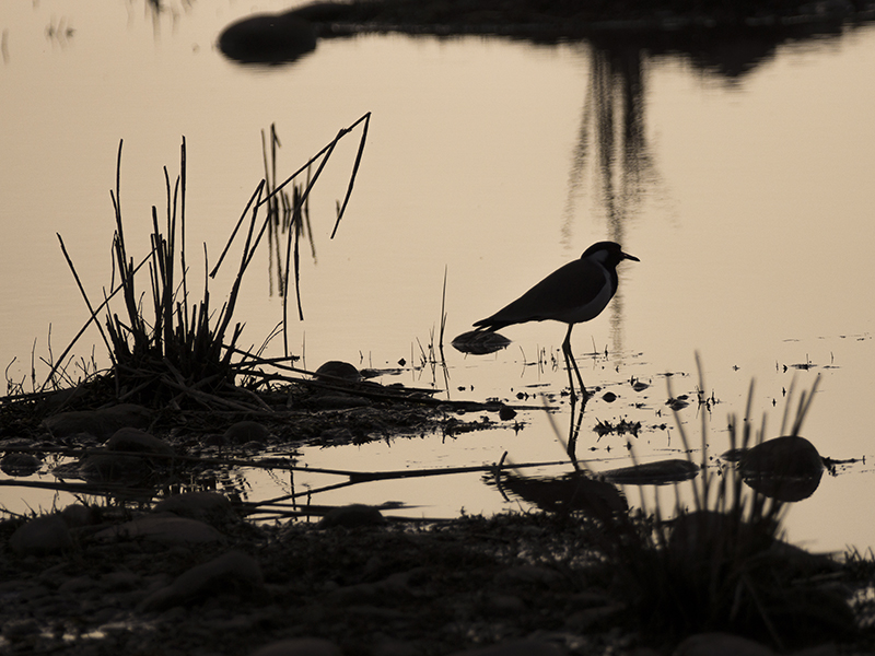 Silhouetted Wader