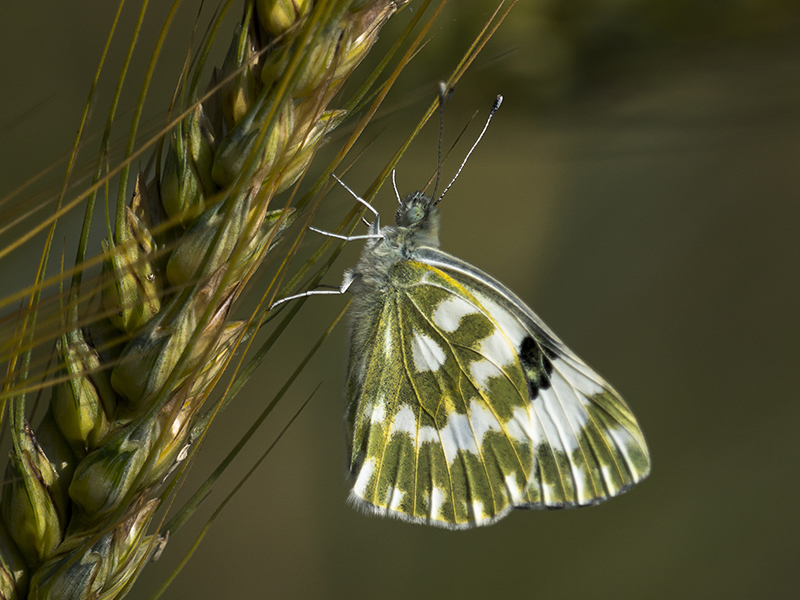 Butterfly In Wheat - II