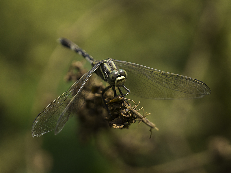 Facing the green dragon