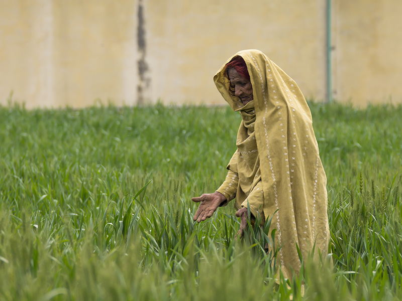 Beseeching The Harvest