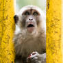 Surprised Monkey