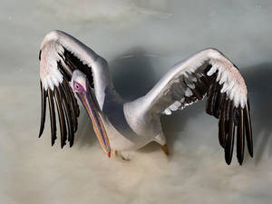 Kung Fu Pelican by InayatShah Kung Fu Pelican by InayatShah