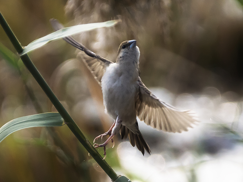 Sparrow - II by InayatShah Sparrow - II by InayatShah