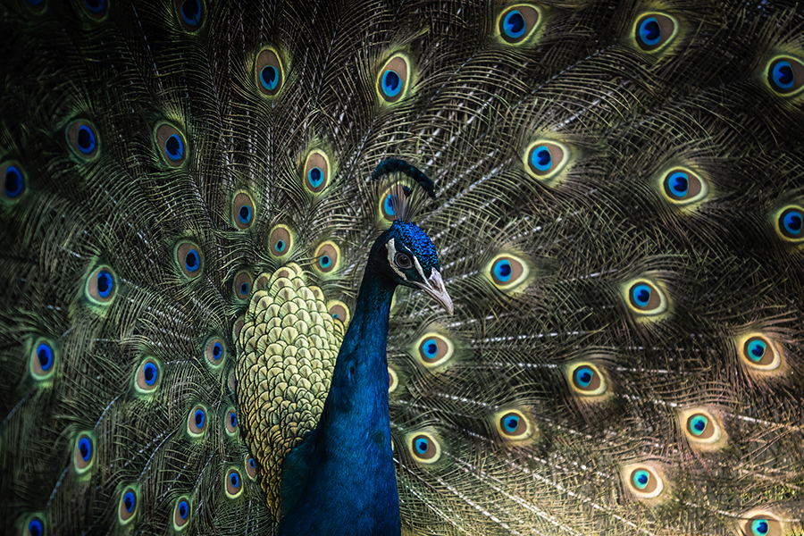 Peacock Portrait -IV