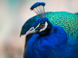 Peacock Portrait -I