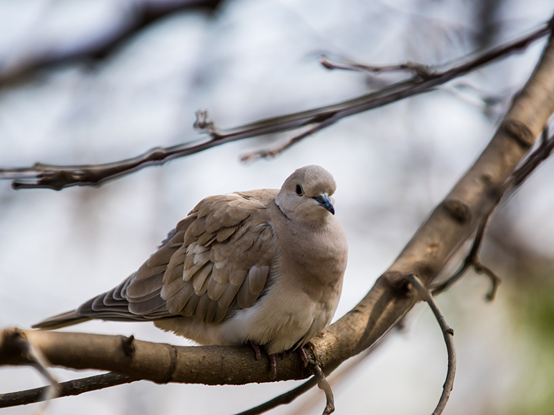 Dove On A Branch