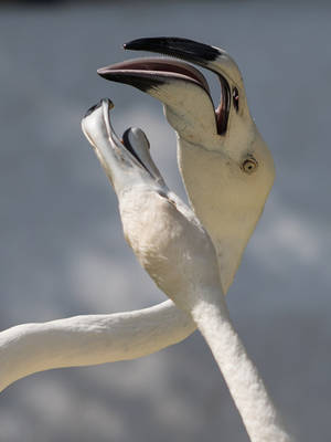 Fighting Flamingo -IV by InayatShah Fighting Flamingo -IV by InayatShah