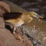 Pond Heron-III