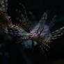 Red Lionfish