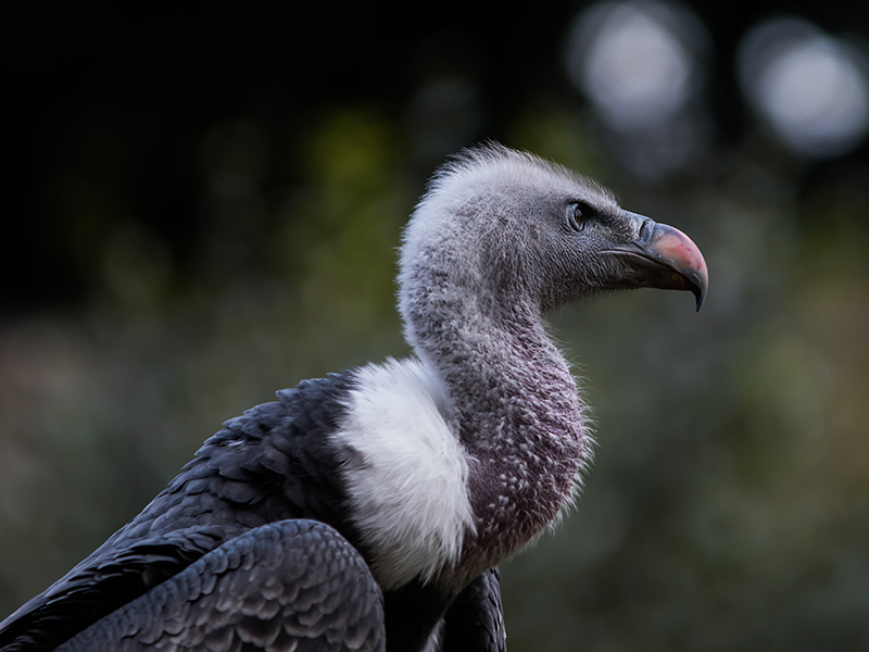 Vulture - Glam Shot II