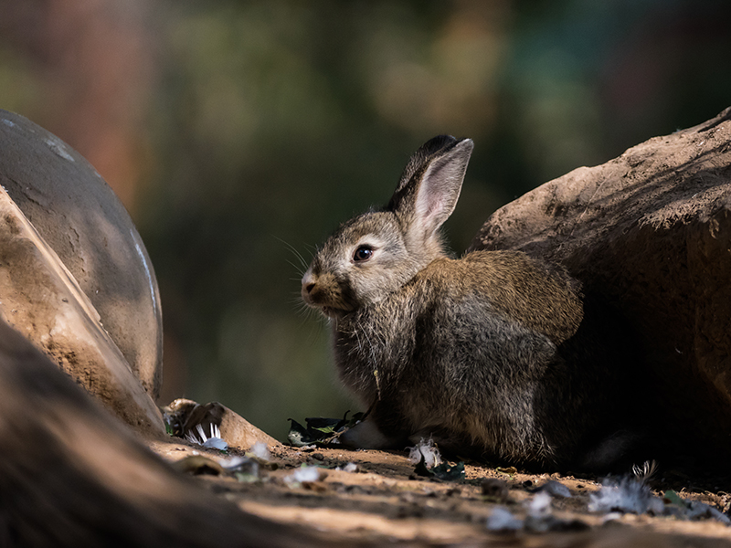 Rock-Rabbit-Scissors