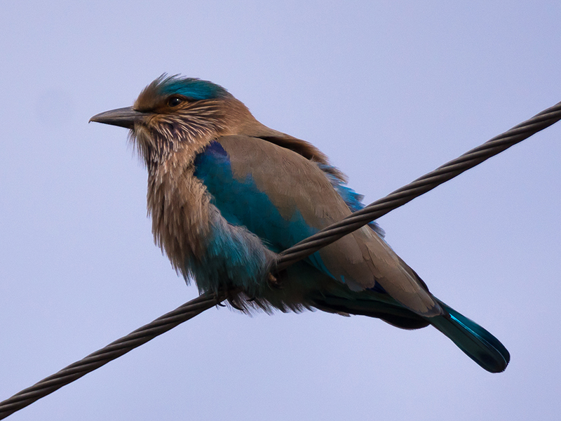 Pretty Plumes