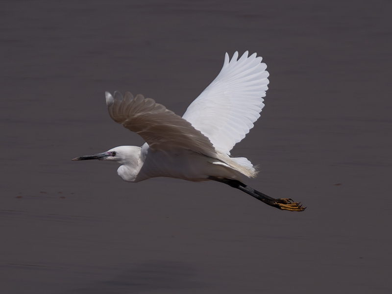 Egret WIngs - II