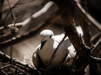 Nesting Dove