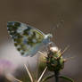 Wayside Butterfly - I