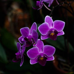 Orchids - RW12