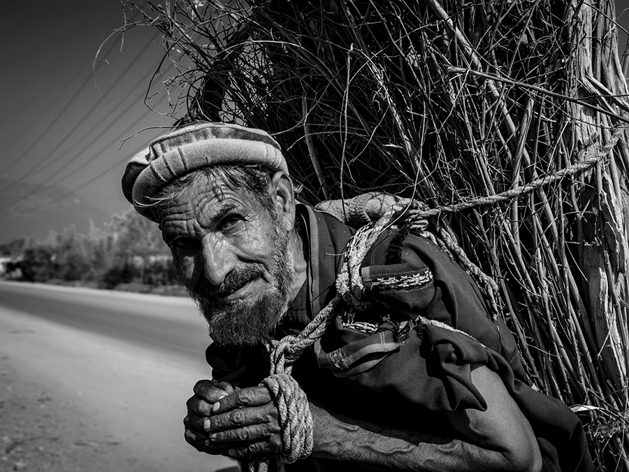 Wood Collector - III