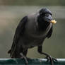 Crow And Food