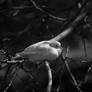 Black And White Dove - III