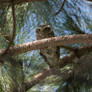 Owl In My Tree - 1