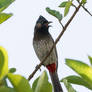 Bold Bulbul - I