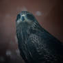 Smokey Eyed Eagle