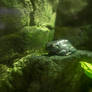 Tree Frog - II