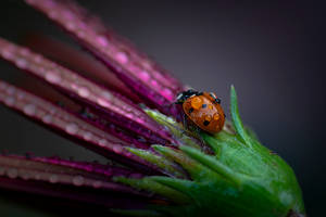 LadyBug - I