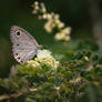 Amidst Little Green Leaves